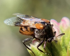 Ripiphorus mutchleri