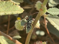 Placosternus crinicornis