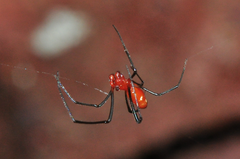 Argyrodes zonatus