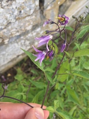 Solanum dulcamara