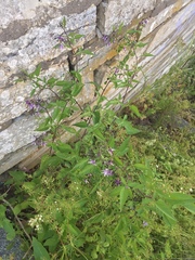 Solanum dulcamara