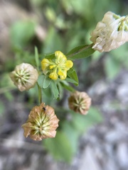 Trifolium aureum