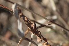 Homalodisca insolita