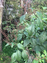 Plectranthus ecklonii