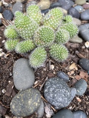 Rebutia