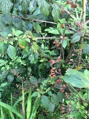 Plectranthus ecklonii