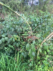 Plectranthus ecklonii