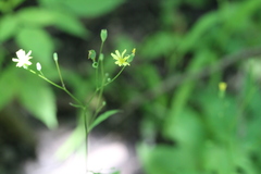 Lapsana communis communis