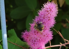 Bombus