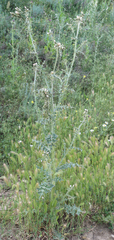 Carduus pycnocephalus cinereus