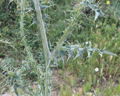 Carduus pycnocephalus cinereus