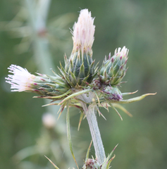 Carduus pycnocephalus cinereus