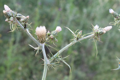 Carduus pycnocephalus cinereus