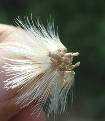 Carduus pycnocephalus cinereus