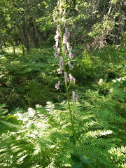 Aconitum septentrionale