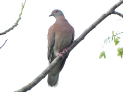 Patagioenas cayennensis