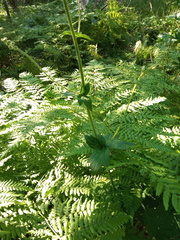 Aconitum septentrionale