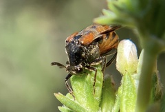Ripiphorus mutchleri