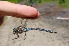 Aeshna interrupta interrupta