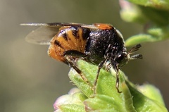 Ripiphorus mutchleri