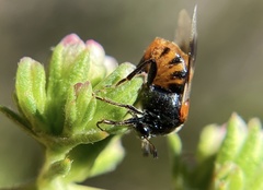 Ripiphorus mutchleri
