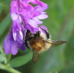 Bombus humilis