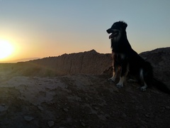 Canis familiaris