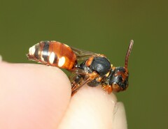 Nomada roberjeotiana