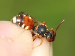 Nomada roberjeotiana