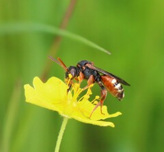 Nomada roberjeotiana