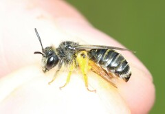 Andrena tarsata