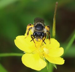 Andrena tarsata