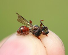 Nomada integra