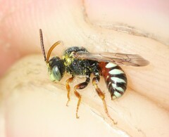 Nomada roberjeotiana