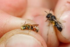 Nomada roberjeotiana