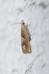 Eucosma conterminana