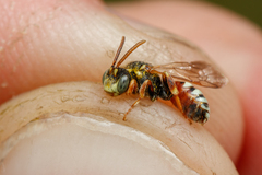 Nomada roberjeotiana