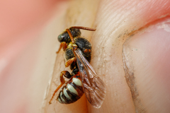 Nomada roberjeotiana