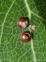 Cerura vinula