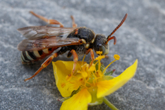 Nomada roberjeotiana