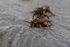 Nomada roberjeotiana