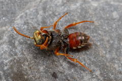 Nomada roberjeotiana