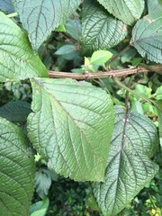 Plectranthus ecklonii