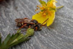 Nomada roberjeotiana