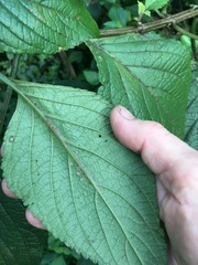 Plectranthus ecklonii