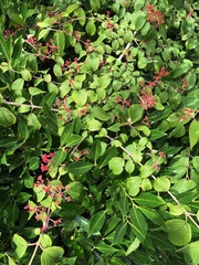 Viburnum