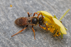 Nomada roberjeotiana
