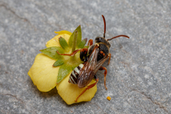 Nomada roberjeotiana