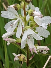 Sidalcea candida