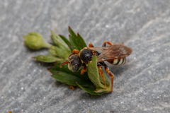 Nomada roberjeotiana